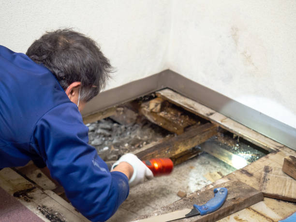 Best HVAC Mold Remediation in St Joseph, MN