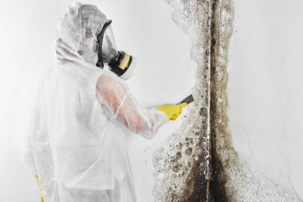 Best Residential Mold Remediation in St Joseph, MN