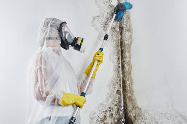 Best Residential Mold Remediation in St Joseph, MN