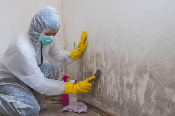 Best Mold Remediation for Specific Building Types in St Joseph, MN