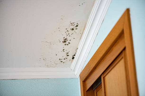 Best Kitchen Mold Remediation in St Joseph, MN