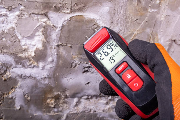Best Industrial Mold Remediation in St Joseph, MN