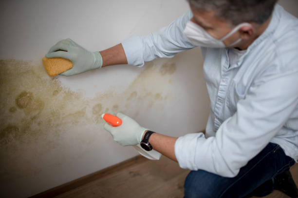 Best Attic Mold Remediation in St Joseph, MN