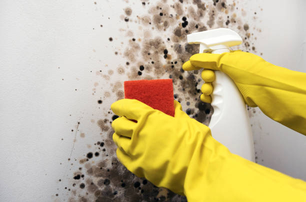 Best Insurance-Related Mold Remediation in St Joseph, MN