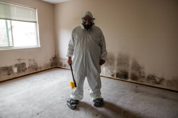 Best Mold Testing and Inspection Services in St Joseph, MN